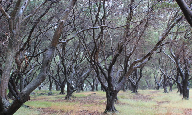 Regen in olijfbos