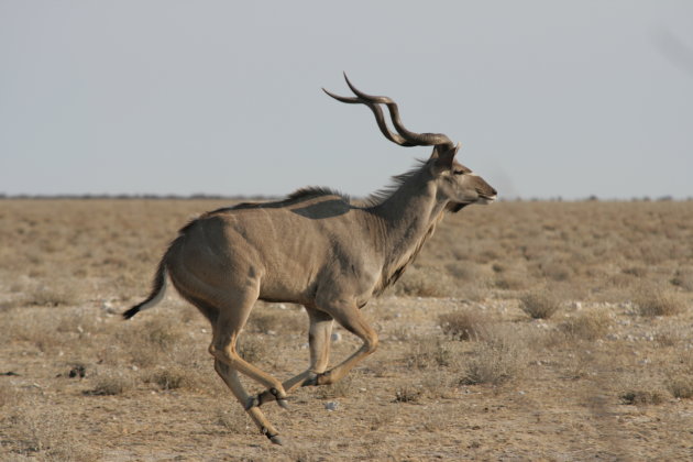 Kudu On the run