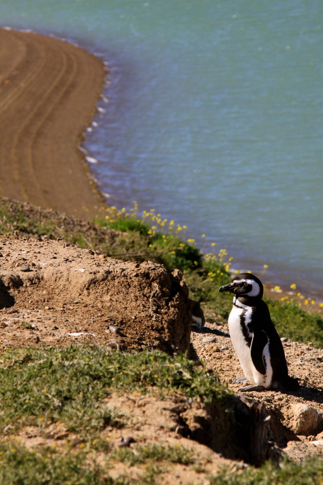 Een Magelhaese Pinguïn op Punta Tombo