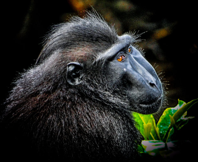 Zwarte makake