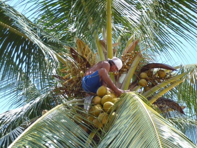 Man in palmboom
