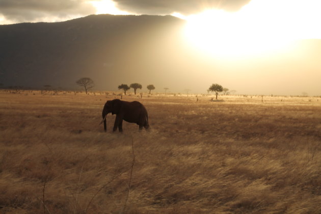 Olifant tijdens ondergaande zon in Kenia