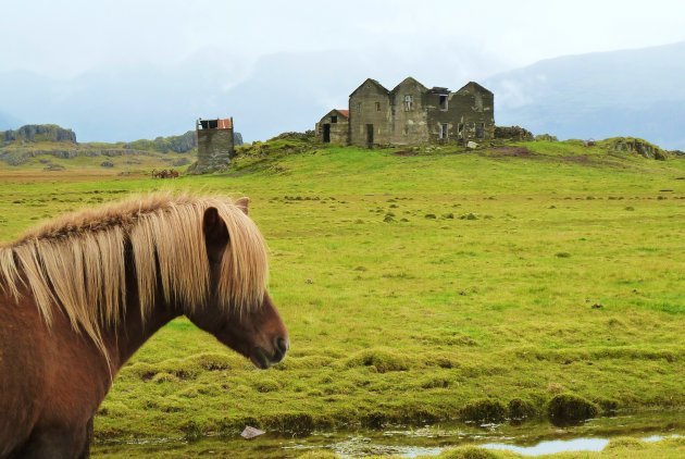 IJslandse paardjes voor spookhuis