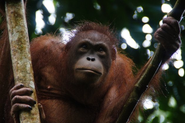 The Man of the Jungle in Borneo
