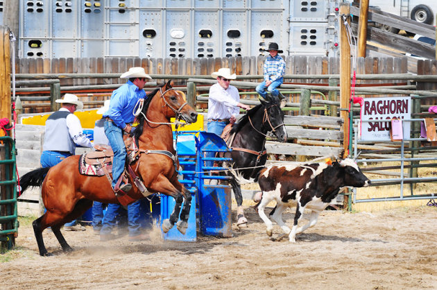 Cattle Roping