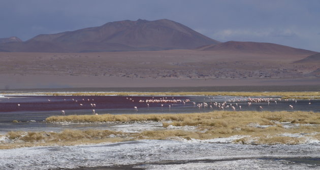 Andes Flamingo's