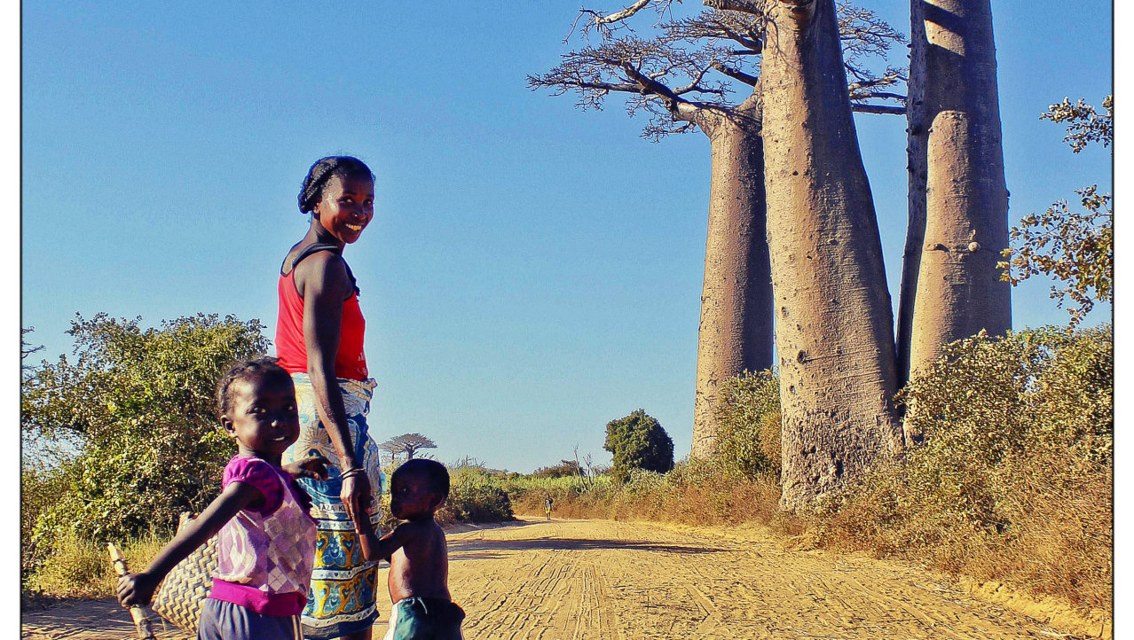 Drie Baobabs