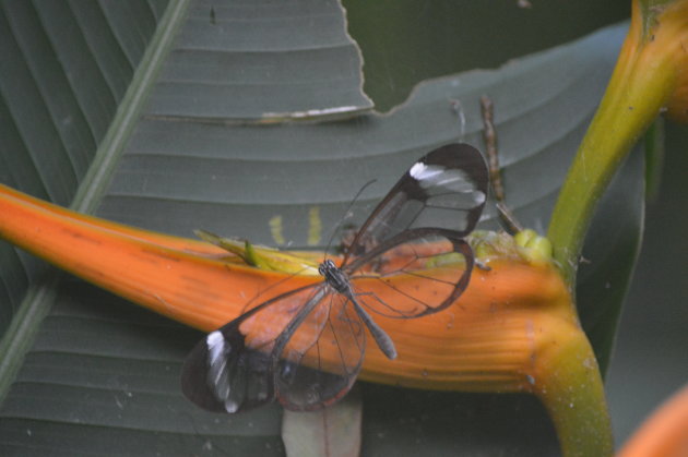 Vlinder met transparante vleugels