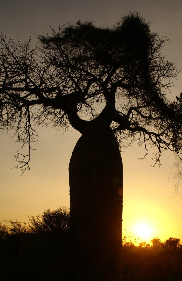 Mysterieuze baobab