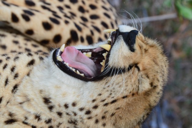Up close with a cheetah