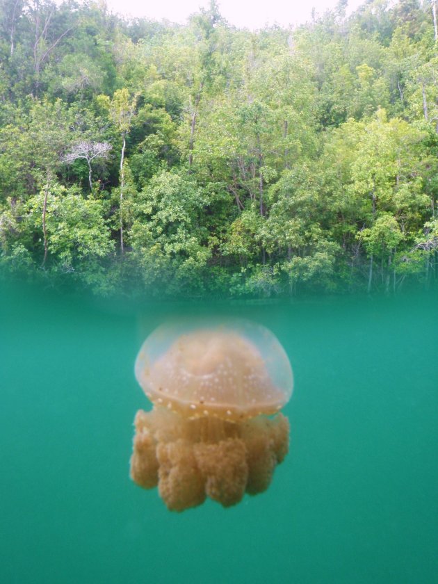 Jelly fish lake Sulawesi