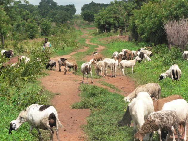 Jonge geitenhoeder in Ghana