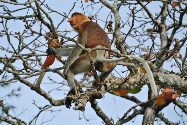 Proboscis monkey in het Bako NP Sarawak
