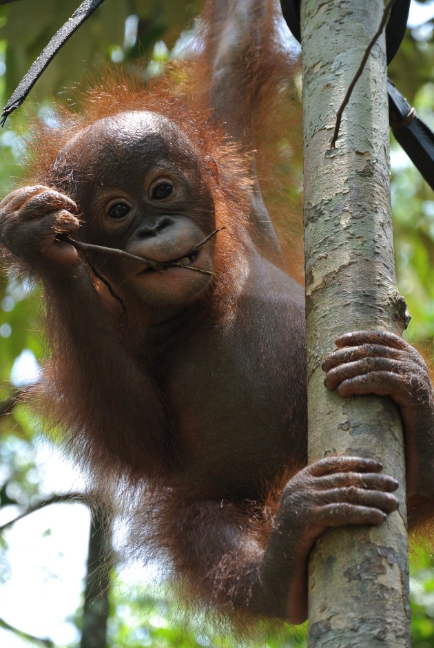Orang-oetan baby in het Sintang Orangutan centre