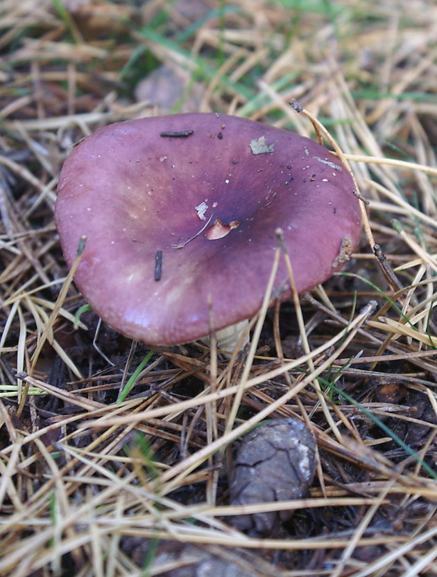 Paarse Peperrussula