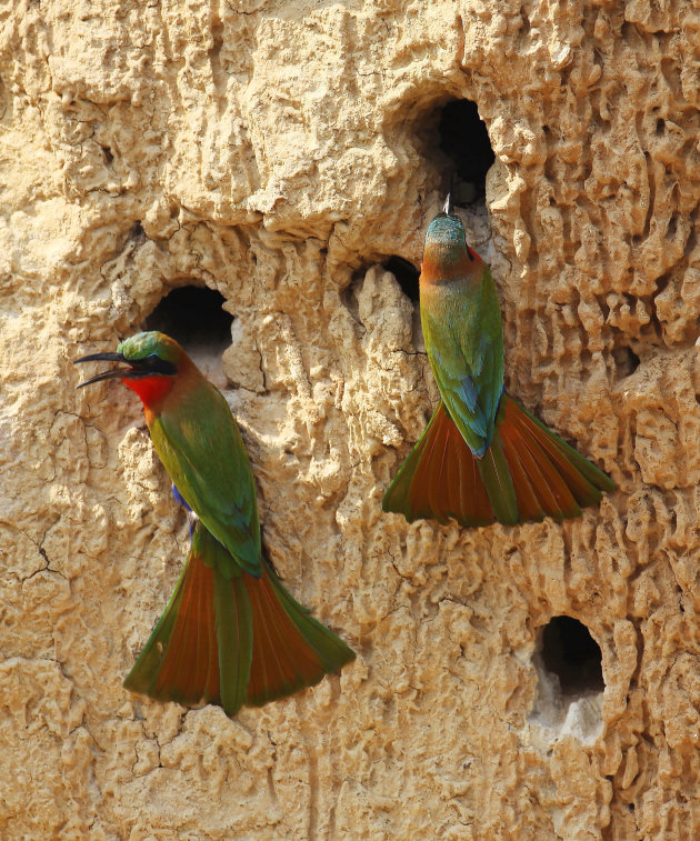  red-throated bee-eater 