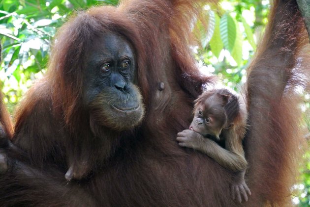 Orang oetan moeder en baby in Gungung leuser national park