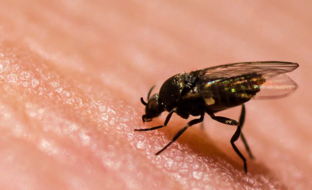 Sand fly: grootste ergernis van Nieuw Zeeland