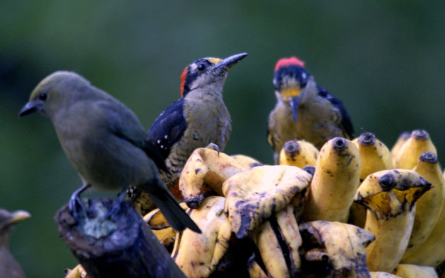 Golden-naped Woodpecker.