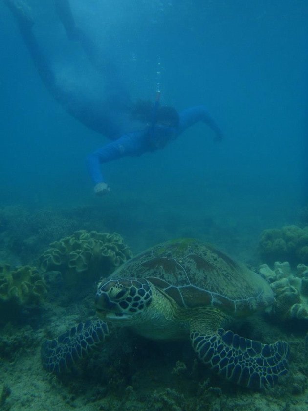 Schildpad in Great Barrier Reef