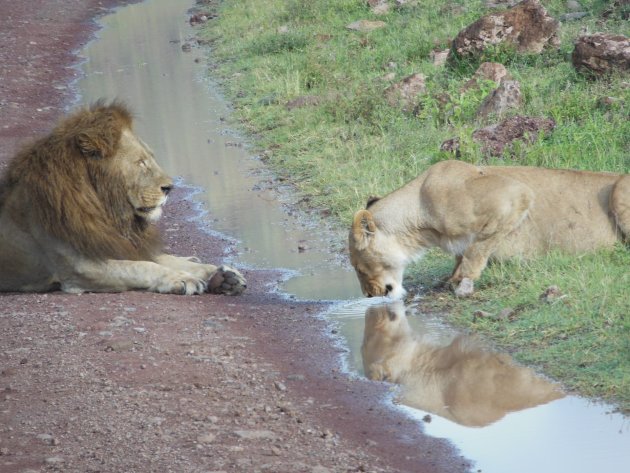 Leeuwen in Ngorogoro