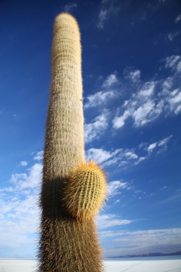 Isla del Pescado - cactus