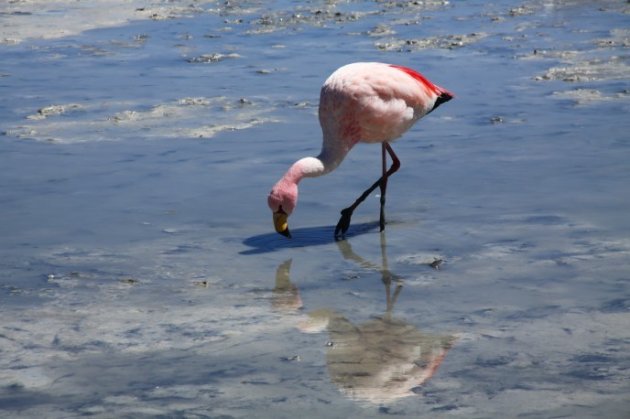 Flamingo's Laguna Hedionda