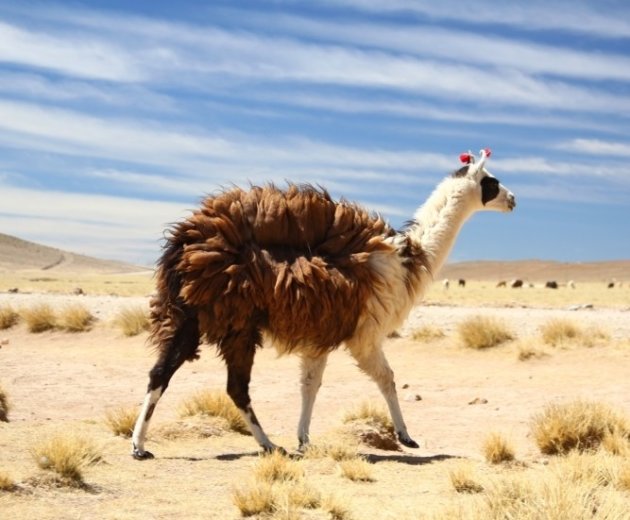Alpaca op de hoogvlaktes in de Tupiza regio