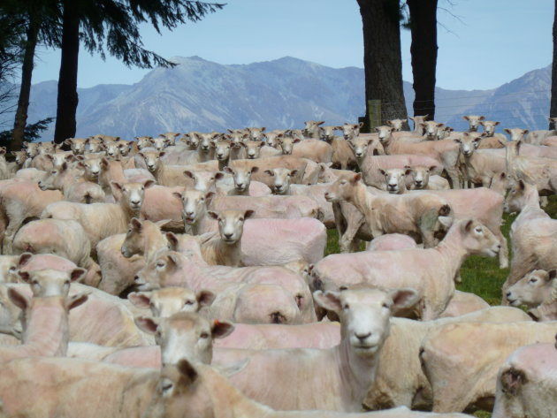 Sheepfarm Te Anau
