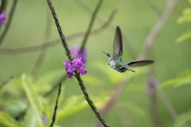 Timing - Kolibri 