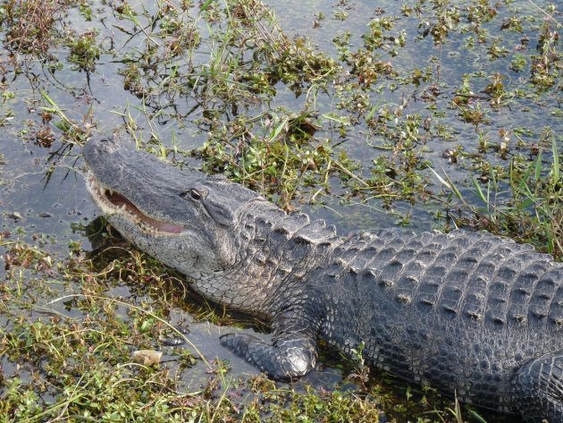 Krokodil in The Everglades