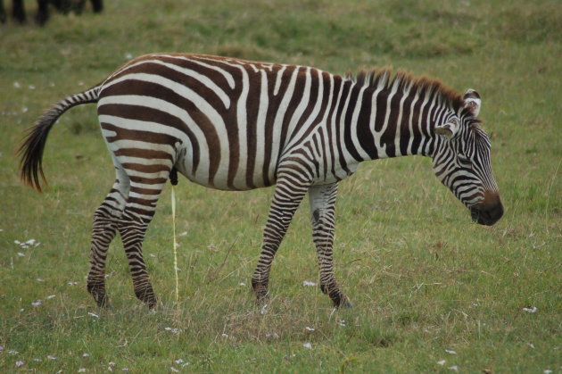 plassende zebra