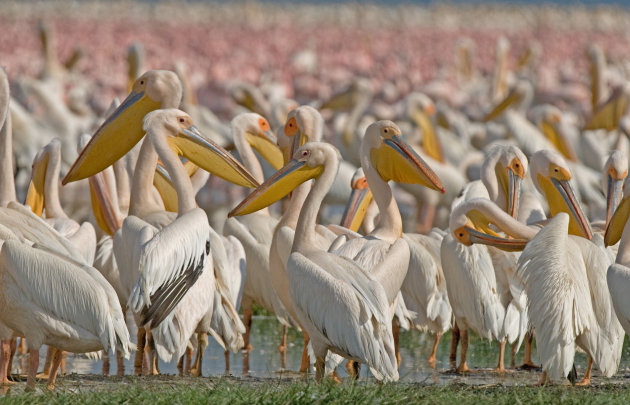 grote groepen witte pelikanen en roze flamingo's
