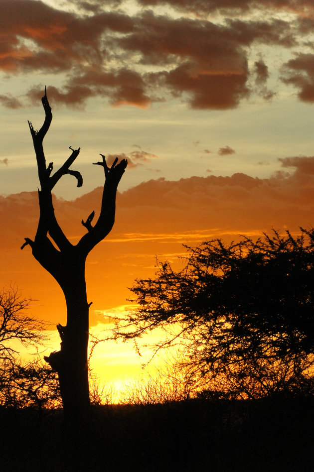 Serengeti zonsondergang