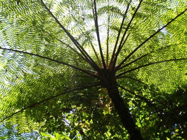 regenwoud bij Cairns