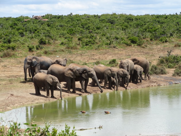 Olifanten in het Addo, Zuid-Afrika