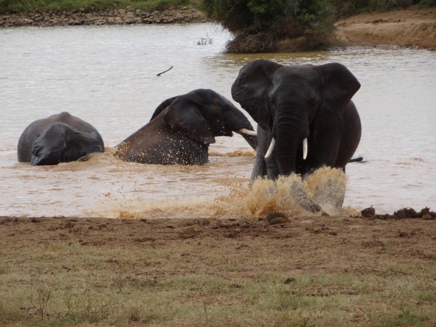 Spelende olifanten in Addo, Zuid Afrika