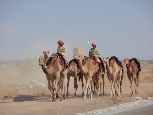 Oman, kamelem met op de achtergrond een fort