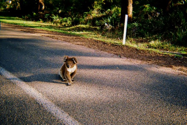 Wilde Koala op straat