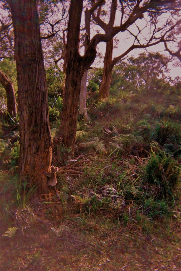 Wilde Koala in een boom