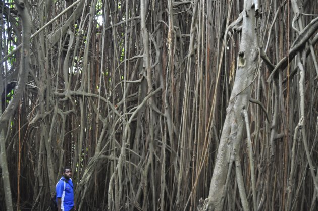 great banyan tree