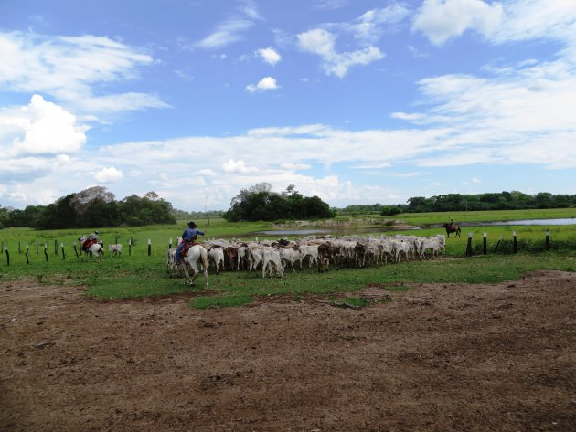 Koeien drijven in de Pantanal