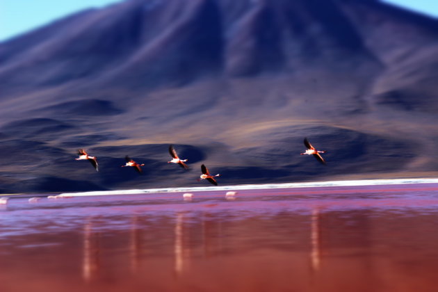 Flamingo's nabij Uyuni