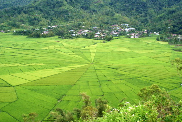 spiderweb ricefields