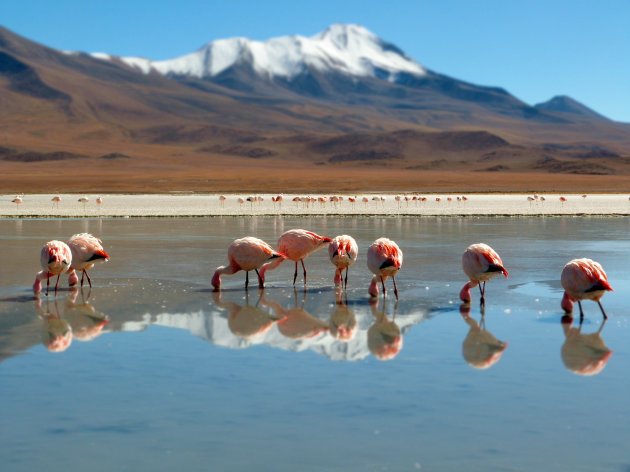 Flamingo's in de Andes