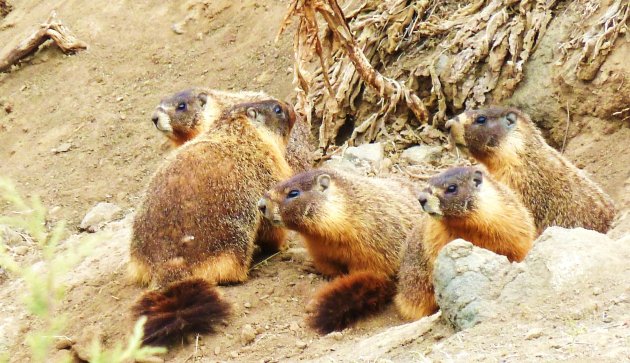 Familie marmot