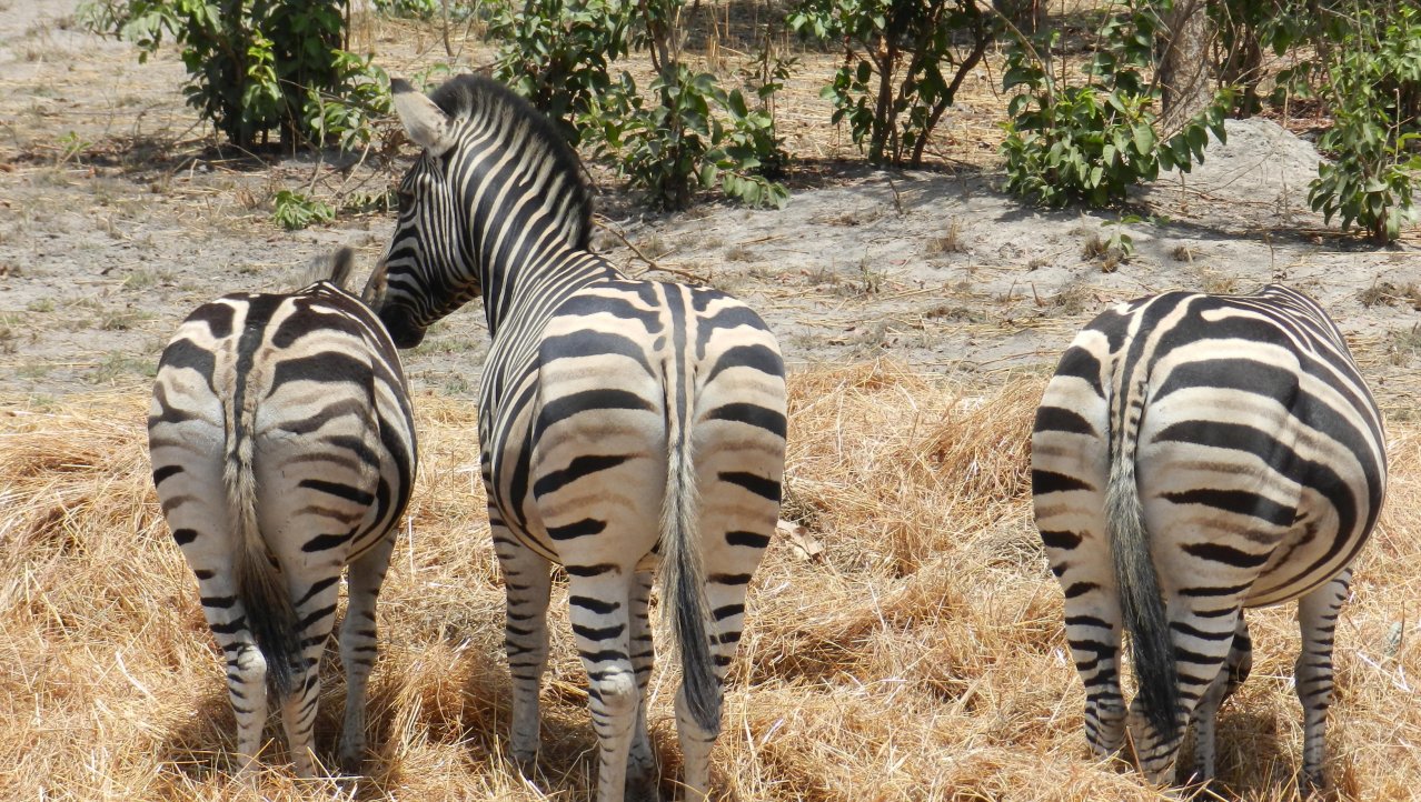 Zebra's in Senegal