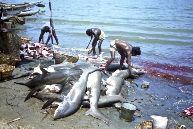 Haaien vangst in Negombo