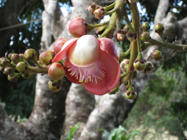 Tropische bloem in Queensland