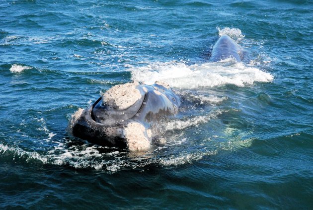 'Southern Right Whale' spotten in Hermanus